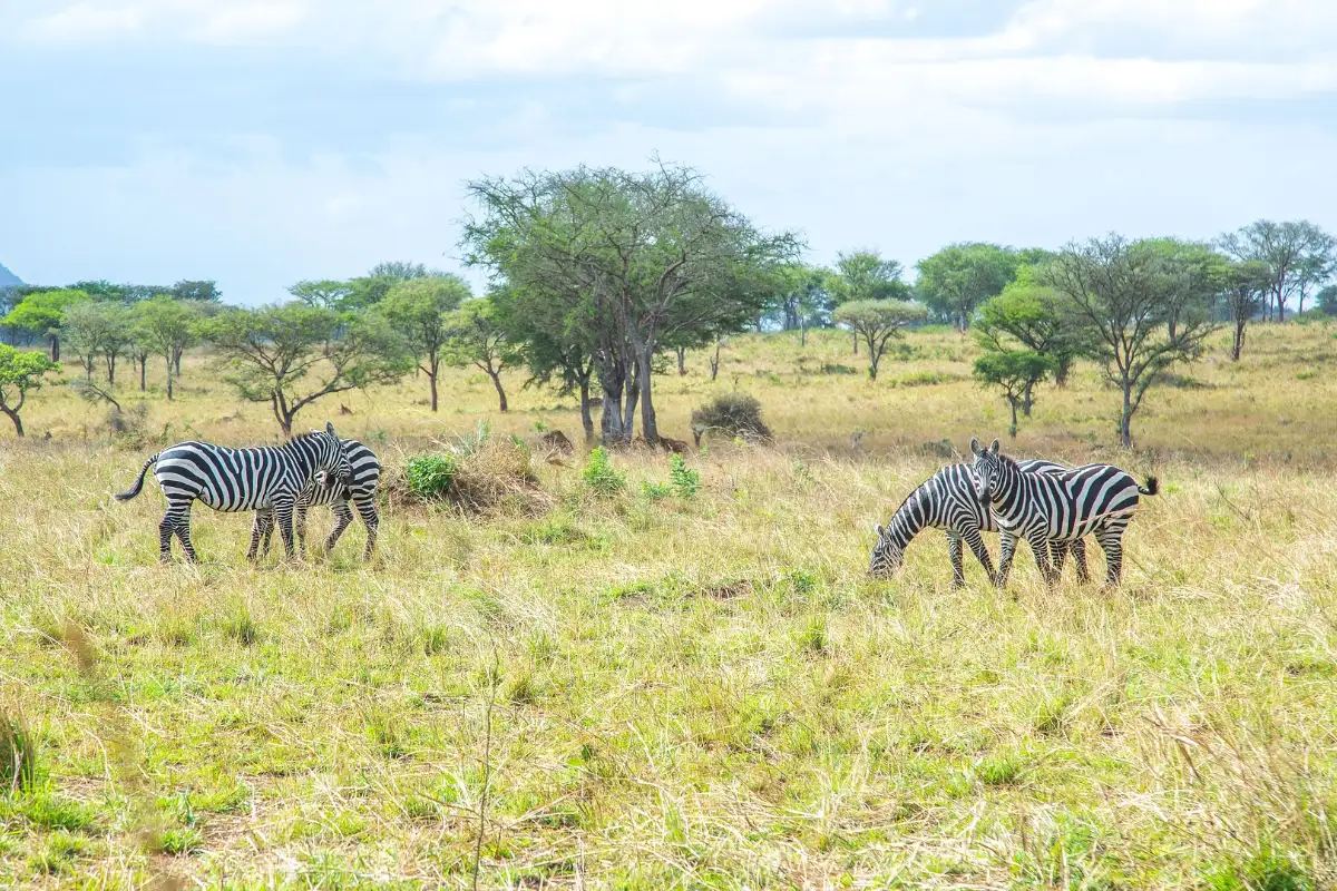 18 Days Safari Exploring Almost All Uganda National Parks